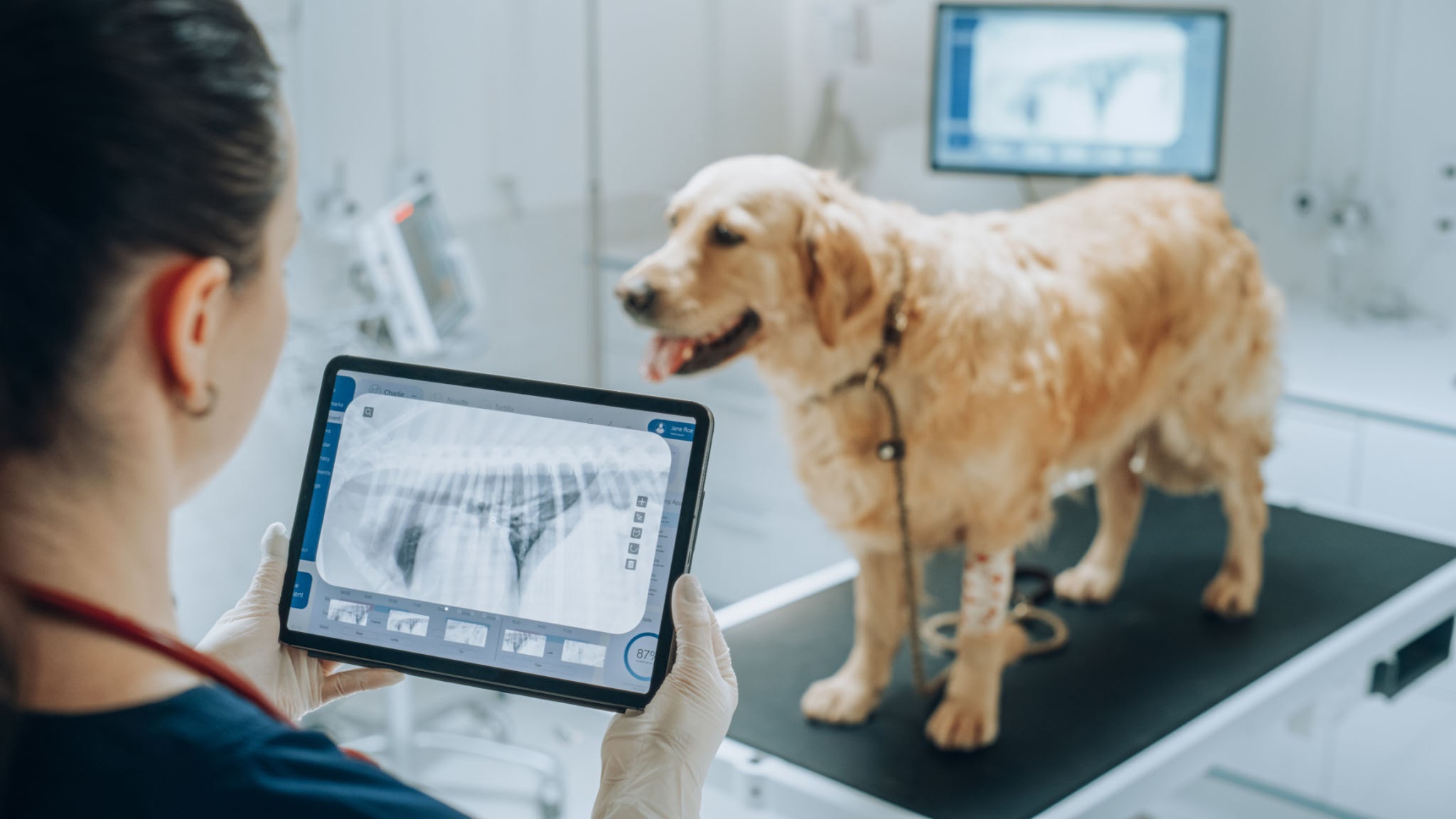 The Silicon Vet — How Tech is Elevating Veterinary Care to Human Standards