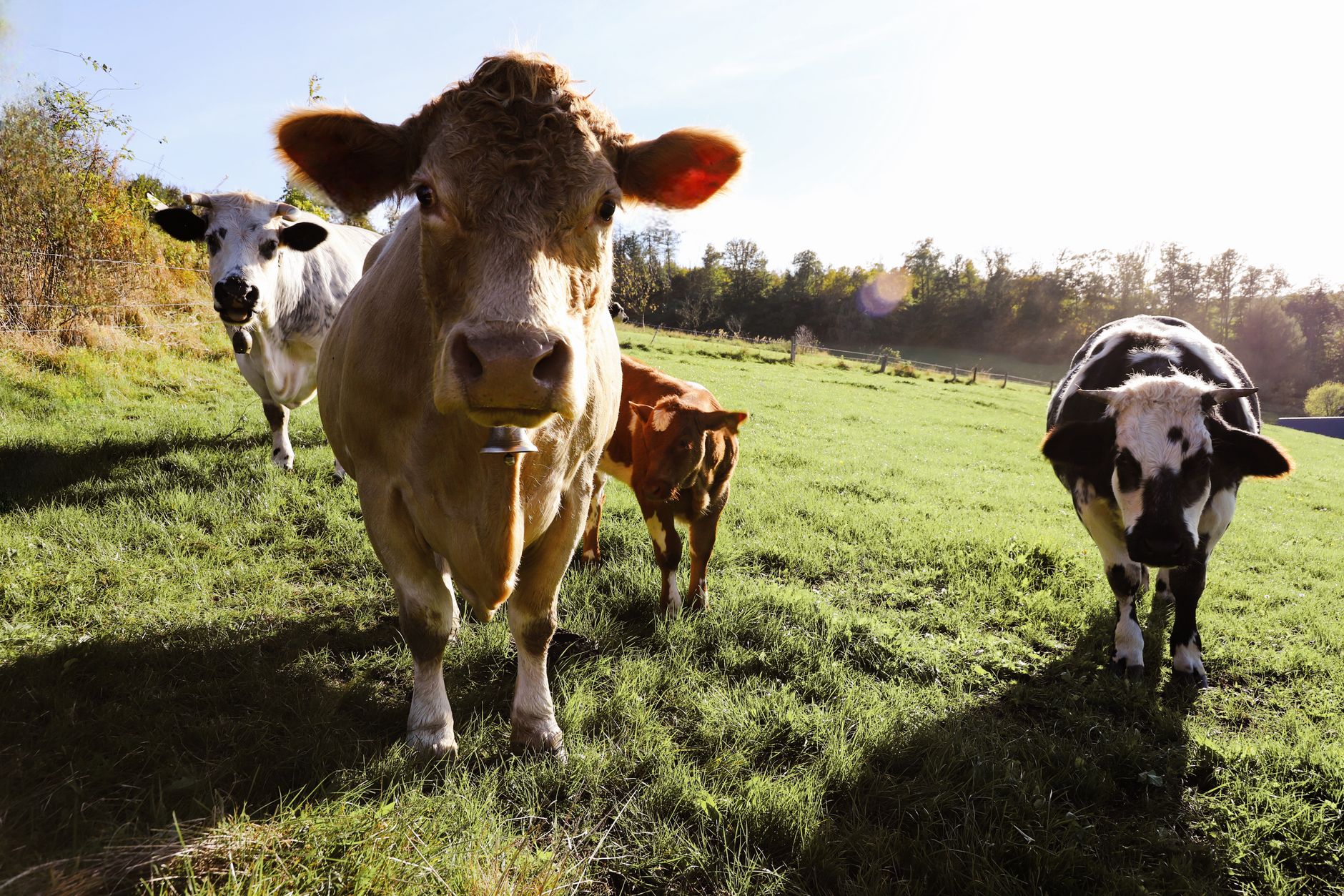 Montana ranchers trade barbed wire for GPS neckbands to manage cattle