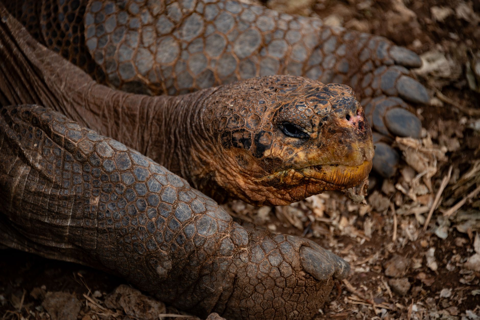 Decoding Jonathan: Inside the Genetics of the World's Oldest Land Animal