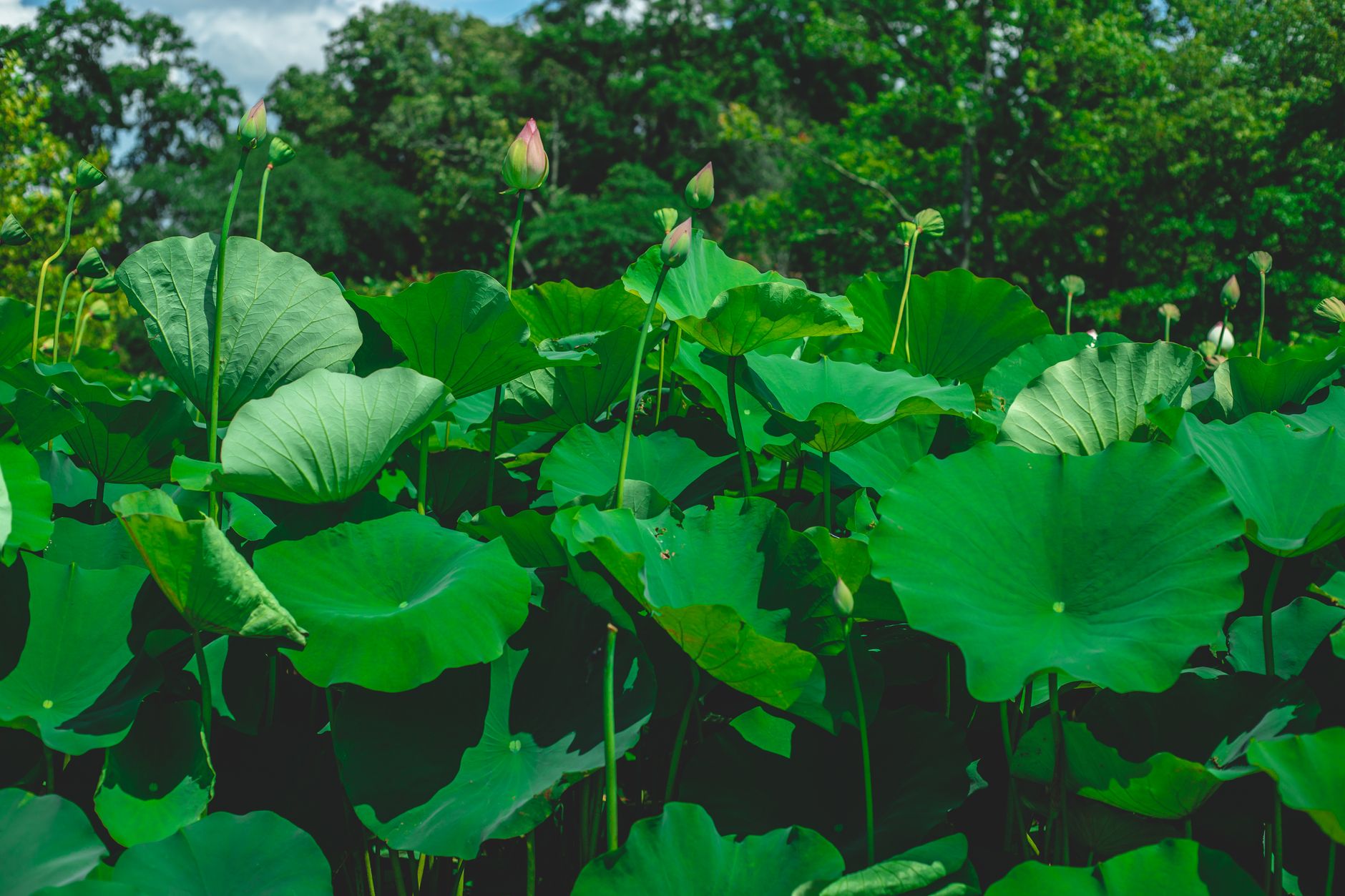 How an Instagram Selfie Led Scientists to a Brand New Plant Species