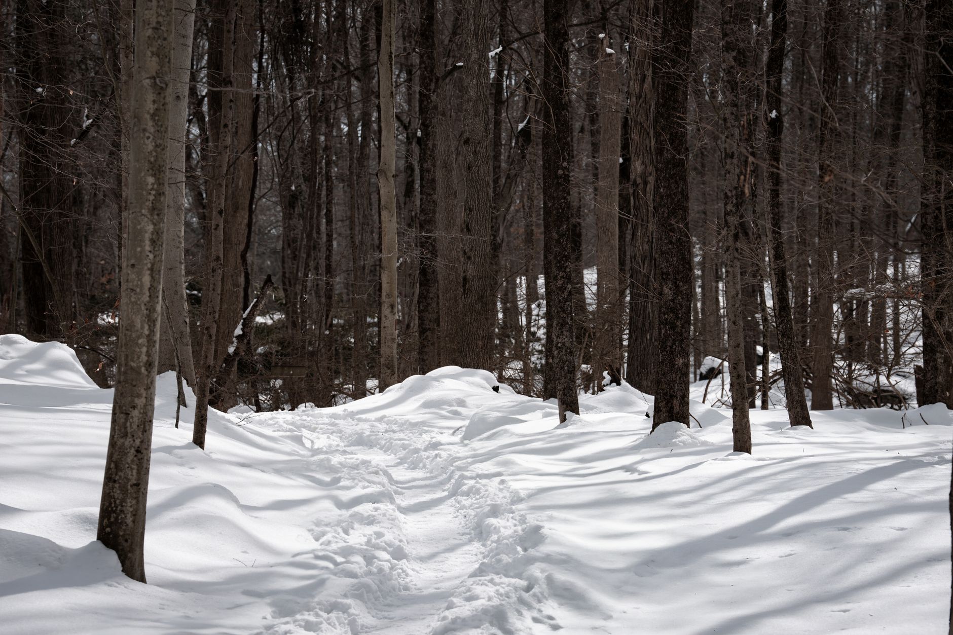 Michigan Park Pioneers Audio Navigation for Visually Impaired Visitors