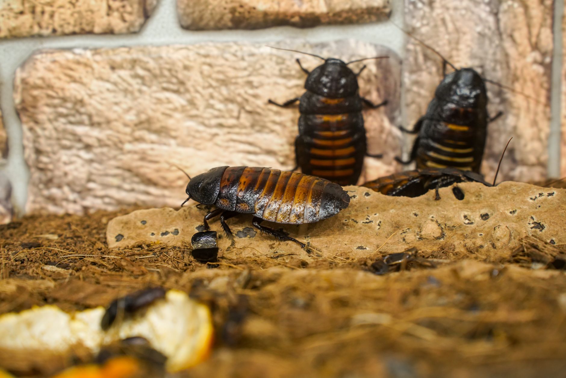Cyborg Cockroaches Equipped with Tiny Tech to Assist in Disaster Rescues