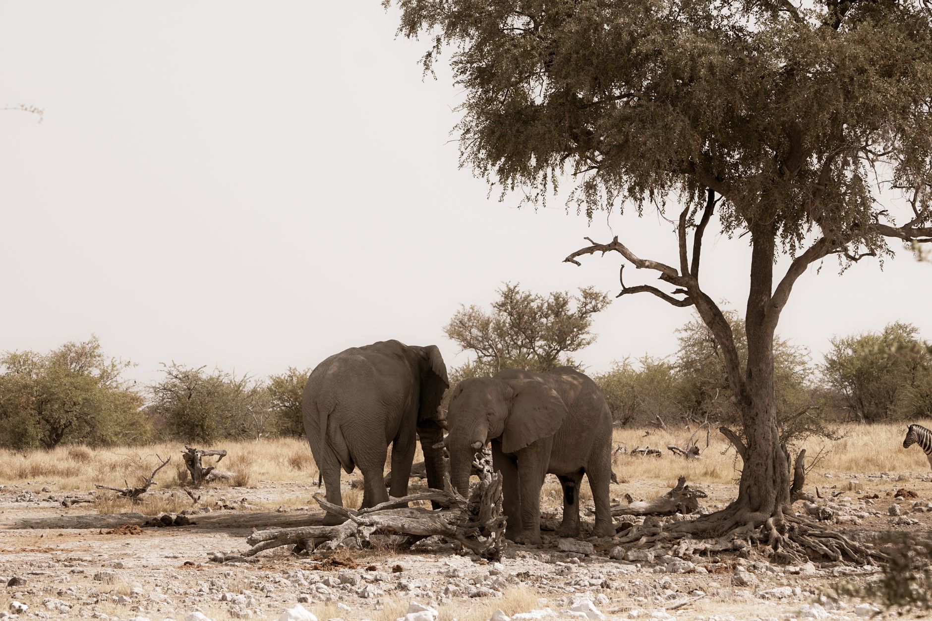 Wildlife Photographer of the Year 2026 Winner Captures Elephant's Grief