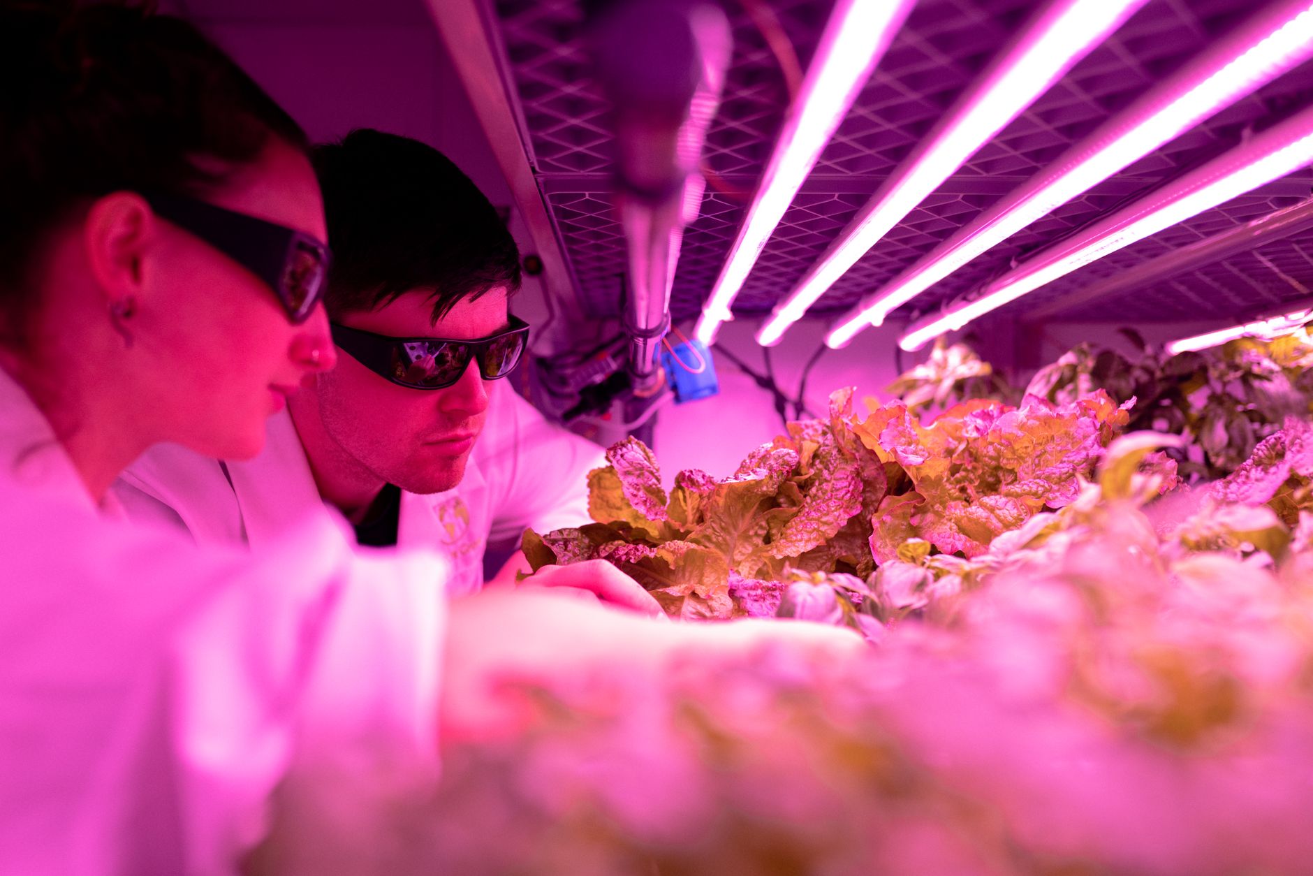 ICRISAT Secures Landmark Gene Editing License to Fast-Track Crop Resilience