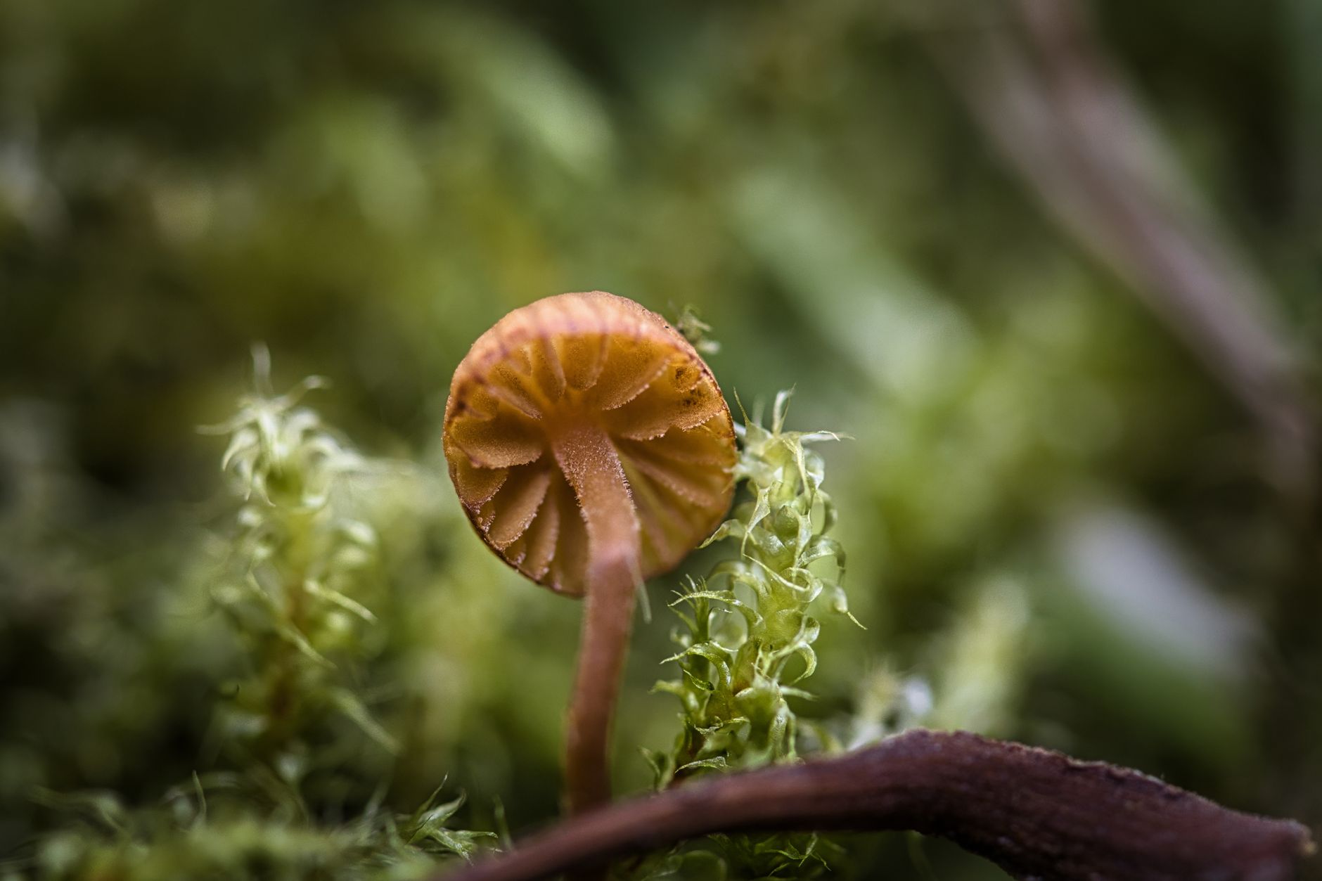 Ancient 20-Inch Fungus Discovered in China Dates Back to Dinosaur Extinction