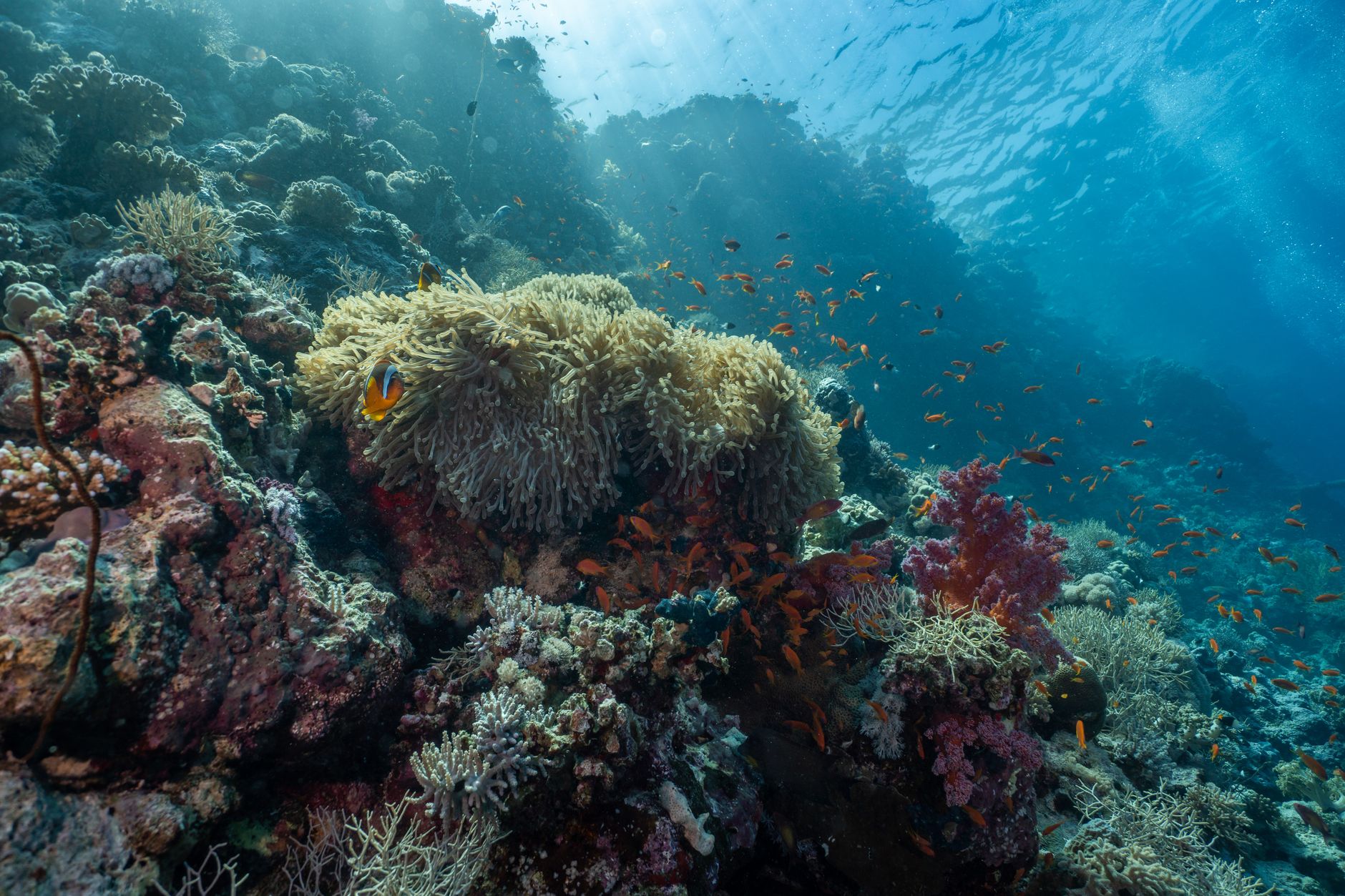 Stanford Researchers Find Healthy Coral Can Revive Bleached Neighbors