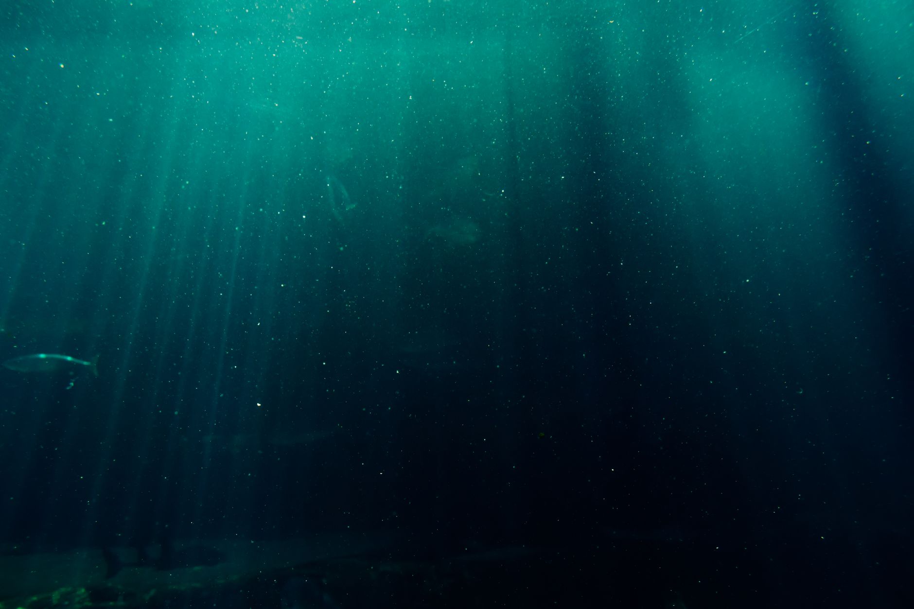 Daisy Ridley Dives Into Paramount+ Voyage to the Bottom of the Sea Reboot