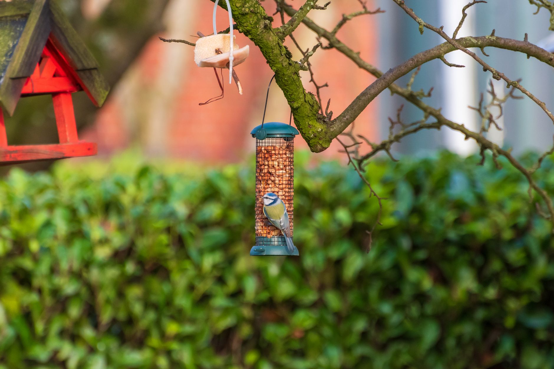 Birdbuddy Launches Budget-Friendly Smart Feeders Starting at $100